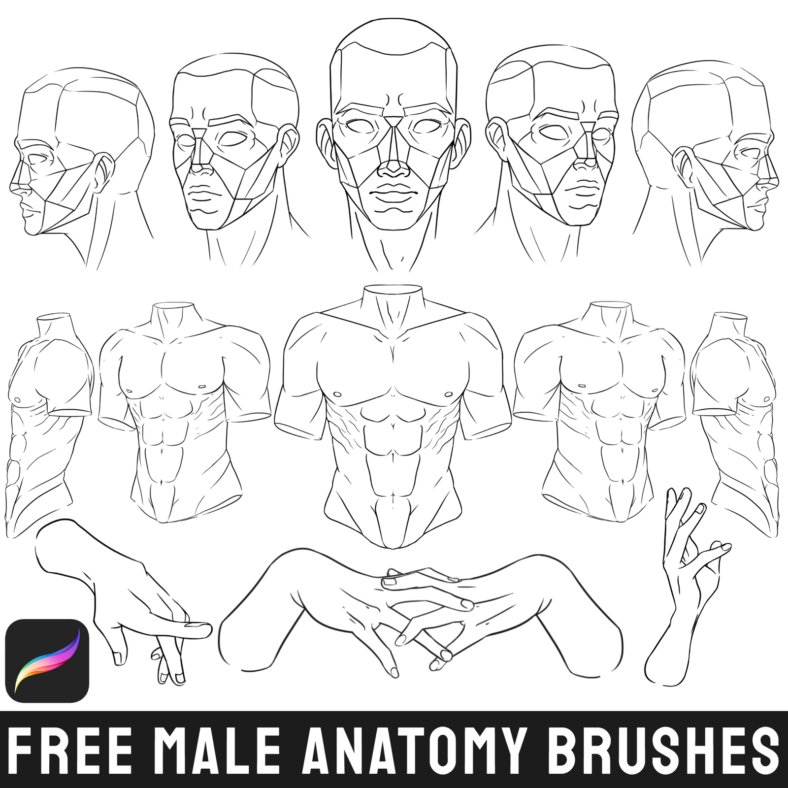 Free Male Anatomy Brushes Set for Procreate - LIBRIUM